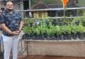 501_Tulsi_plants