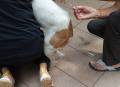 dose1_vaccine_dogs